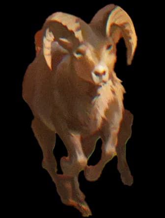 Goat of Traveling